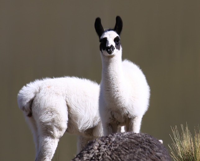 Curious llamas