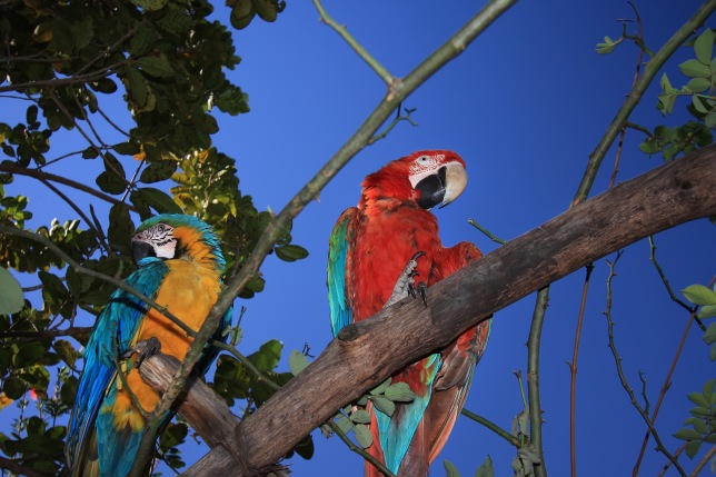 Parrots in a guesthouse