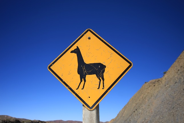 Watch out for those llamas