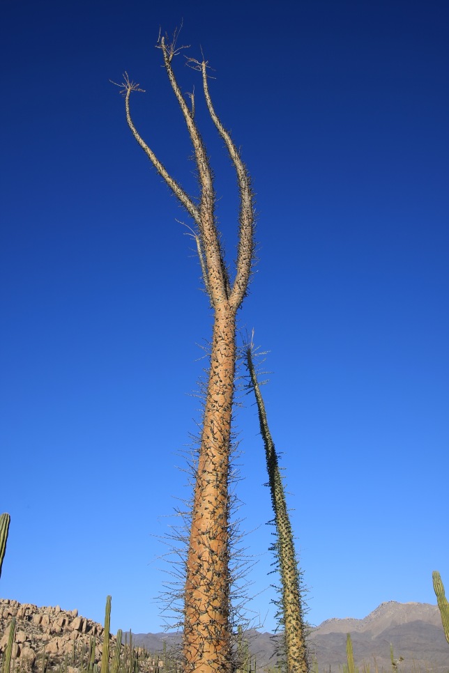 Bizzare trees of Baja California