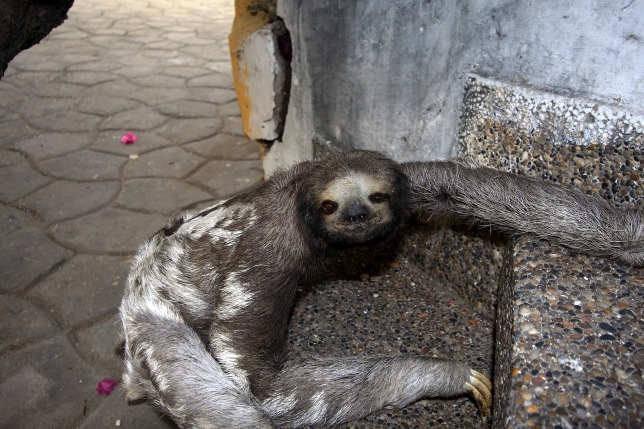 A sloth roaming around Cartagena